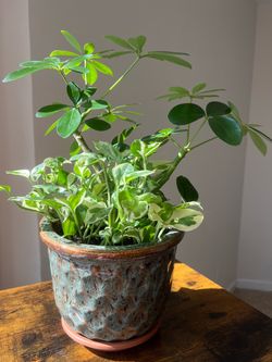 Robust Schefflera + Pearls & Jade Pothos Combo in Premium Ceramic Pot