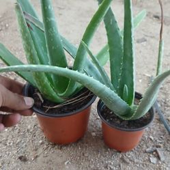 Aloe Vera Plant
