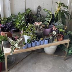 🌵🪴PLANTS AND GARAGE SALE! EVERYTHING MUST GO! 🌱🪻