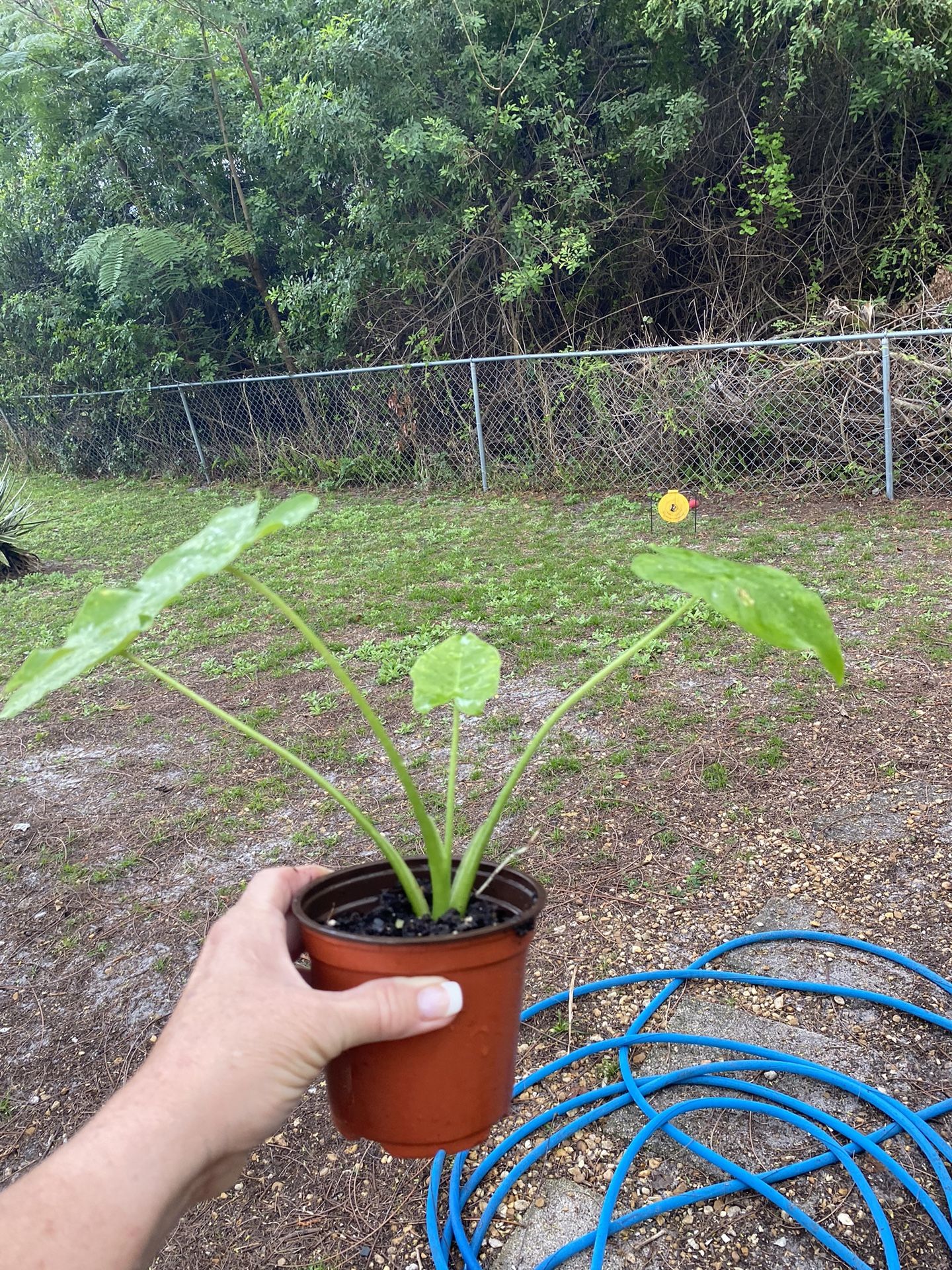 ELEPHANT EARS 