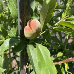 5 Gallon Size - Peach Trees- Pear Trees- Apple Trees- Cherry Trees- Guava Trees- Pomegranate Trees- Plum Trees- Loquat Trees 