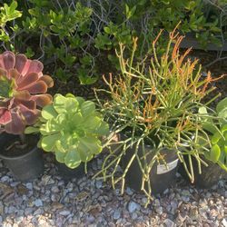 Selection Of Very Big Succulents, Cacti, Agave And More…..