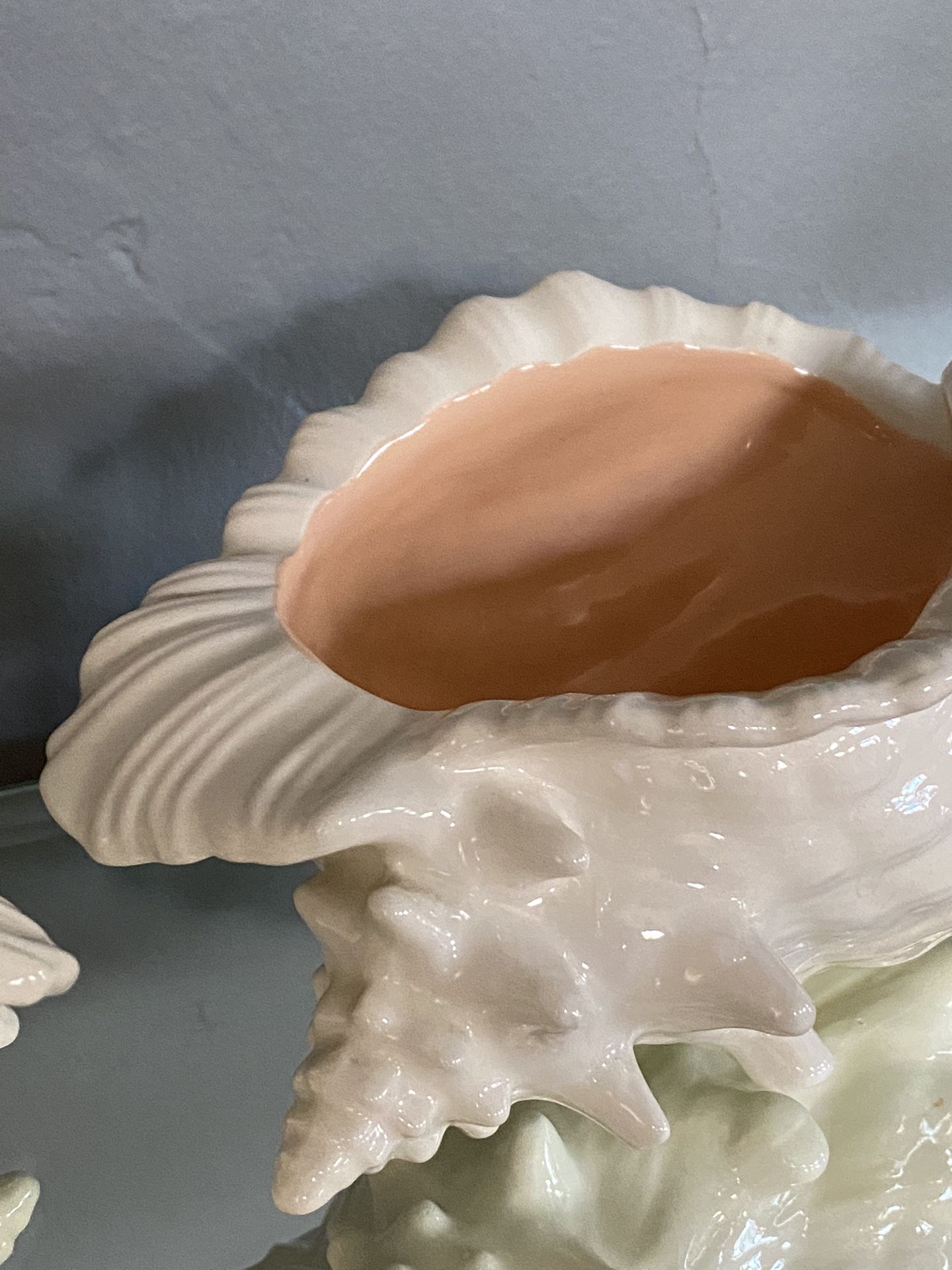 Conchs 