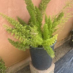 Fern