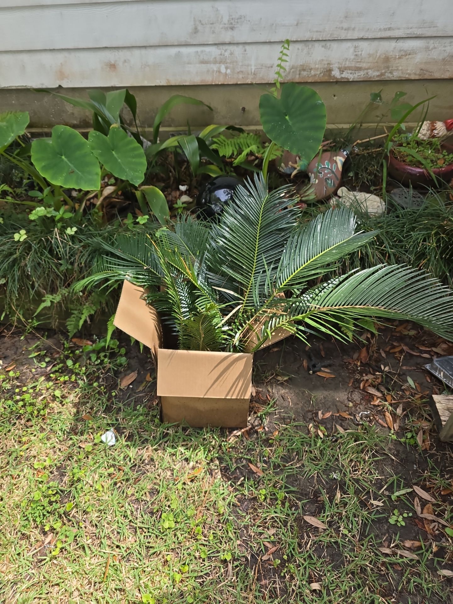 Lot of sago palm pups-approx. 12