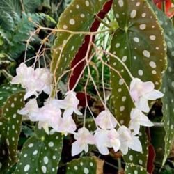Polka Dot Begonia