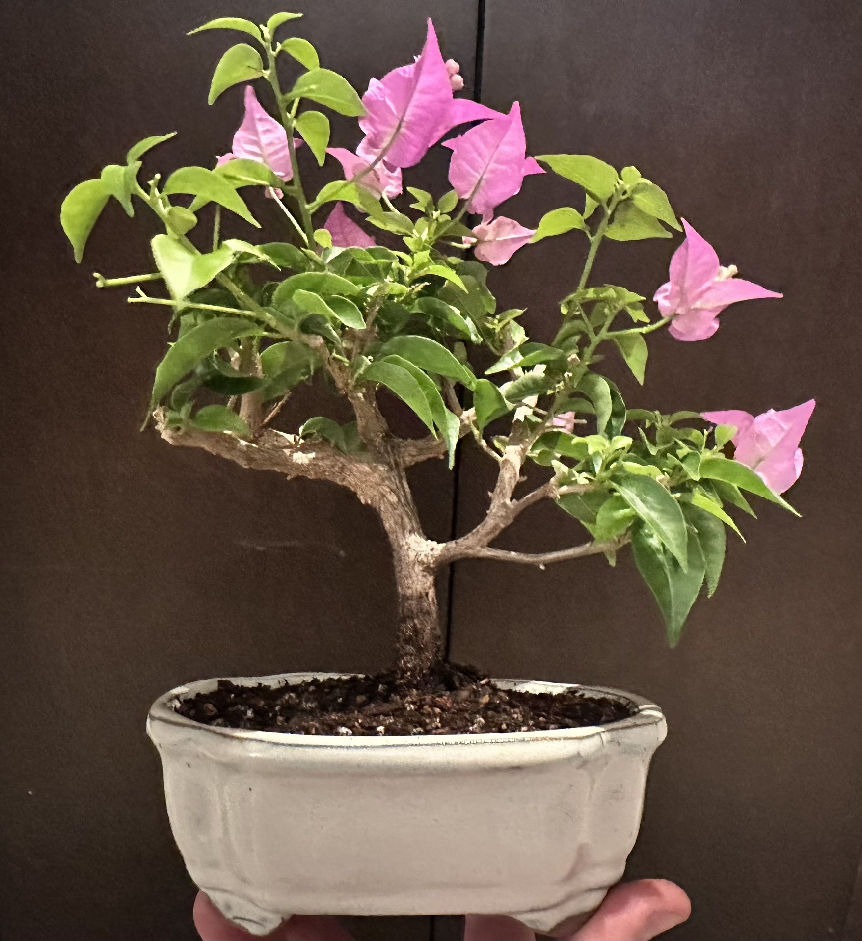 Bonsai Bougainvillea (small)
