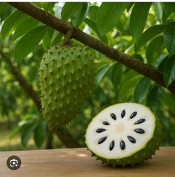 Guanabana / soursop trees