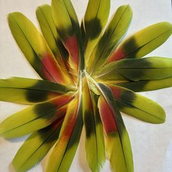 Amazon Feathers For Sale!