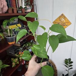 Golden Pothos In Ceramic Plant 