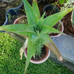 Savila Y Romero  Ruda