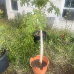 Papaya Plant/ tree