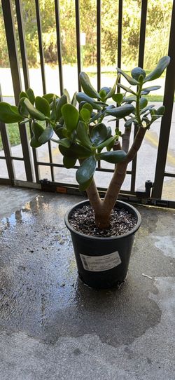 Jade plant 2.5 qt pot