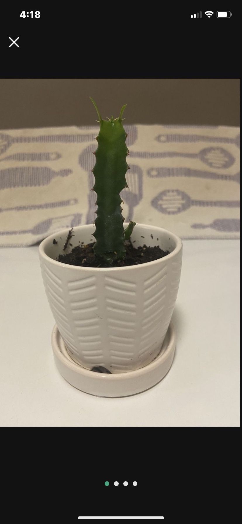 Petite (euphorbia trigona african milk tree) Cactus Plant In Glazed White Ceramic Pot