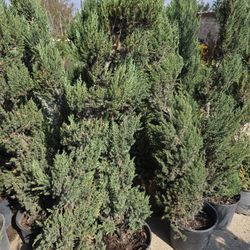 Juniper Blue Point Spiral 5gallon 6ft Tall 