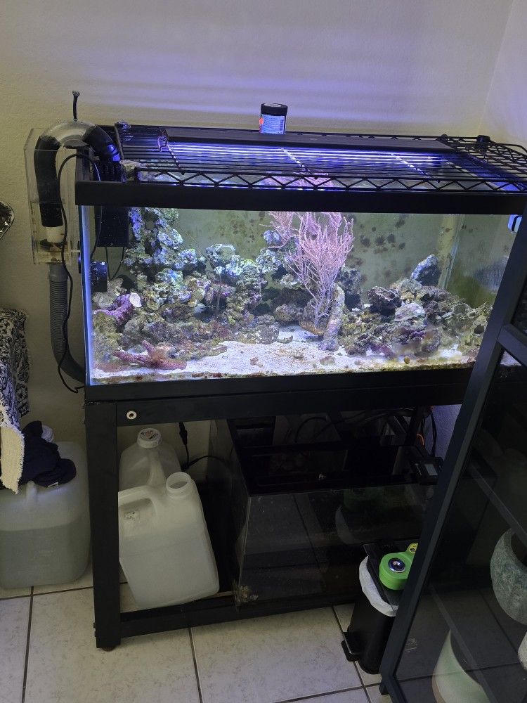 40g Reef Tank Set Up