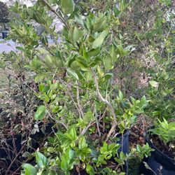 Plants For Sale 