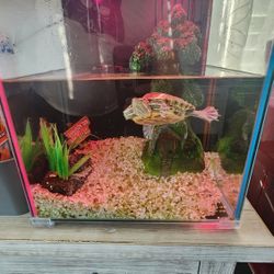 Aquarium With Builtin Led Light And Filter