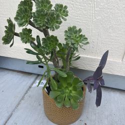 Succulent Planter Special