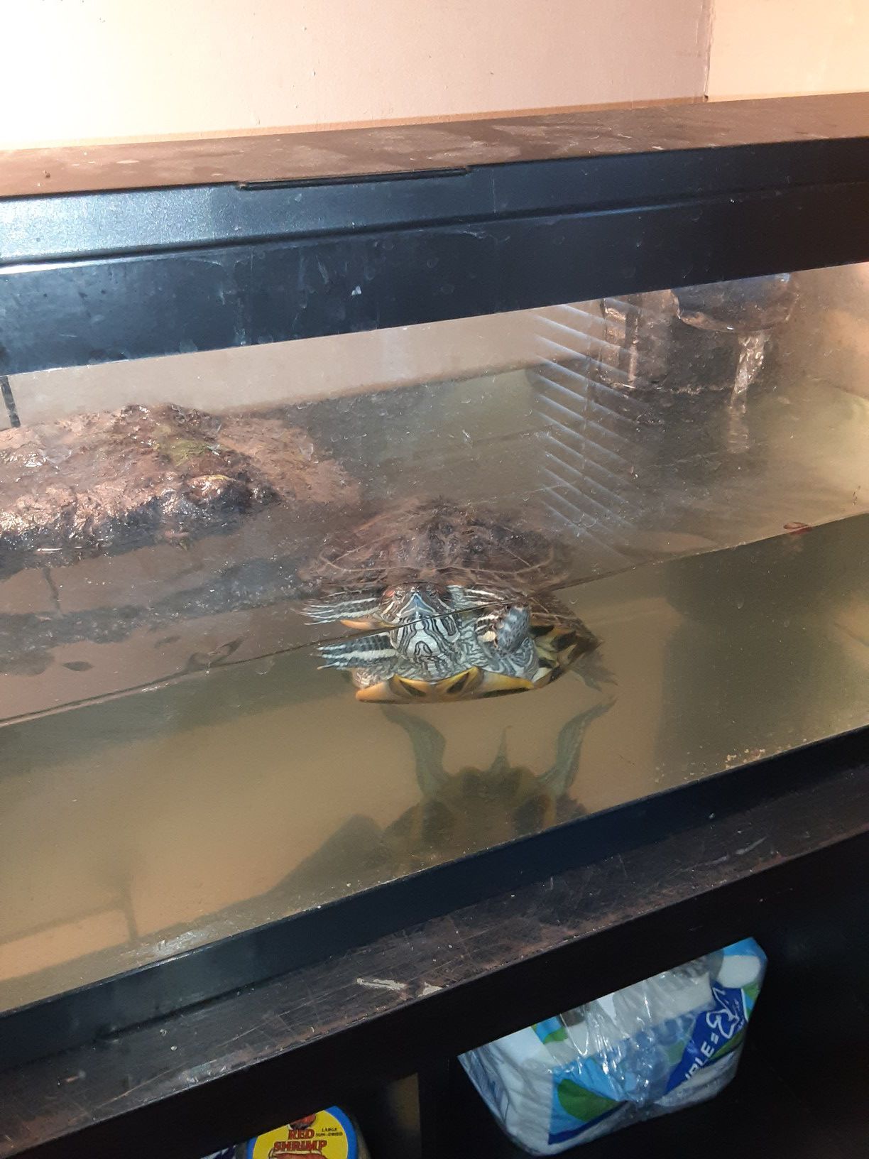 20 gallon tank with Turtle