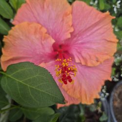 Hibiscus
