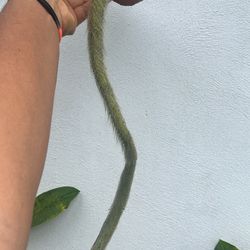 Monkey 🐒 Tail Super Long Live Rare Plant 