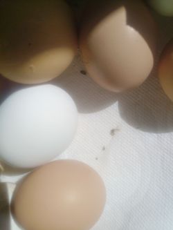 Fresh eggs