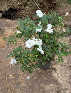 Roses Plants