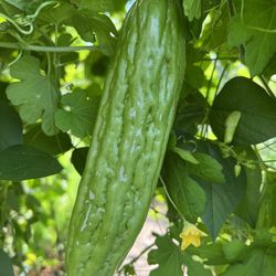 Bitter Melon Seeds