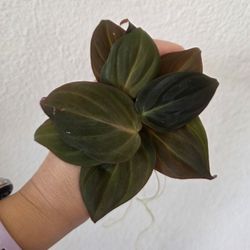 Philodendron Micans Plant Cuttings