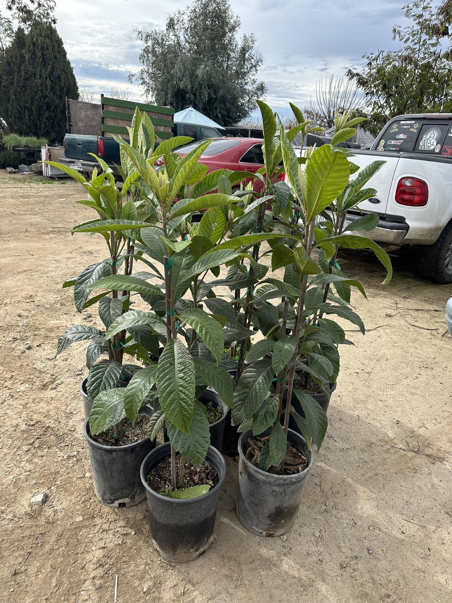 Loquats Trees 🌳 $30 each / Árboles de Misperos 🌳$30