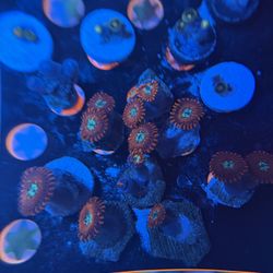 Coral Reef Decorations 