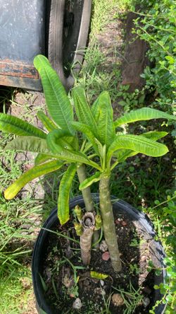 Plantas