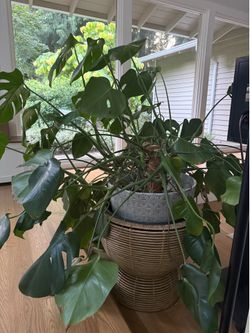 Large Healthy Monstera Deliciosa with Moss Pole & Decorative Pot