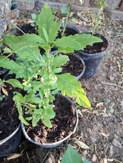 Tomatillo ruda yerbabuena