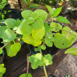 Bariedad de plantas