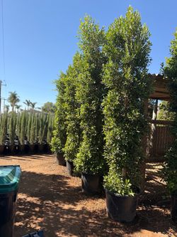 Indian Laurel ficus 25 gal