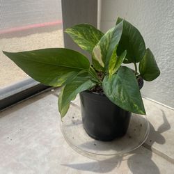 Pothos plant in 4” pot