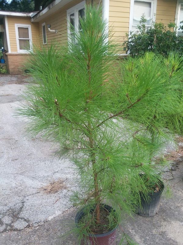 Loblolly pine tree for Sale in Youngsville, LA OfferUp