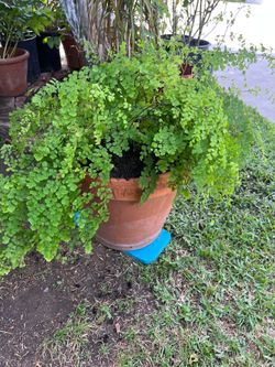 Helecho Culantrillo (Adiantum), Plant With Terracota Pot