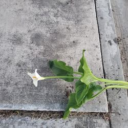 Free Tulipan At Colton, Ca