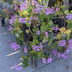 Geraniums For Sale