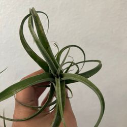 Air Plants