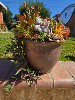 Decoration Suculents Plants Mix