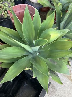 Plants AGAVES DROUGHT TOLERANT