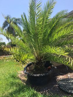 Landscape trees and plants