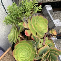 Healthy Plants Each $10 