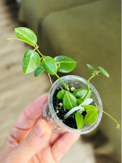 Dischidia One stripe