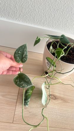 Scindapsus silvery ann in self watering pot