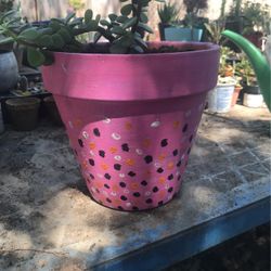Portulacaria 